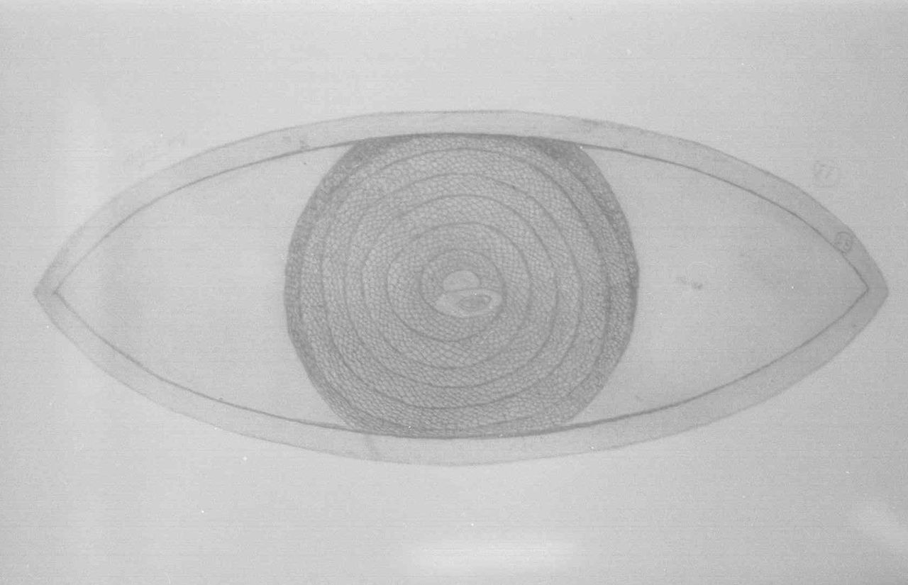 Ochi cu iris concentric
